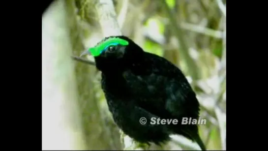 Бархатистая филепитта / Velvet asity (лат. Philepitta castanea)