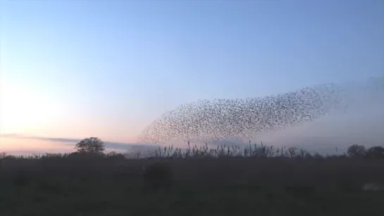 Мурмурация (murmuration).