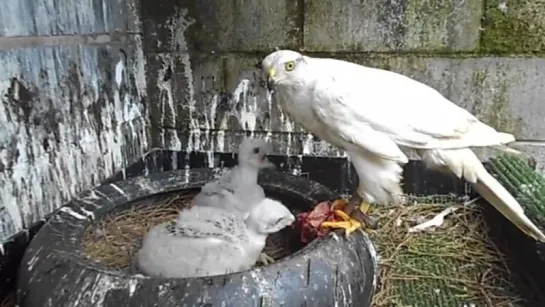 Accipiter gentilis albidus