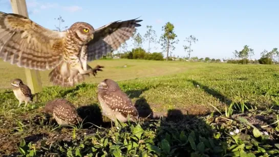 Кроличья сова / Burrowing owl (лат. Athene cunicularia)