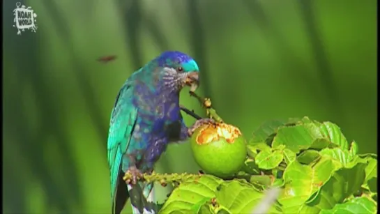 Ультрамариновый лори-отшельник / Ultramarine lorikeet (лат. Vini ultramarina)