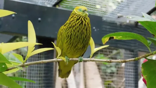 Золотой пёстрый голубь (лат. Ptilinopus luteovirens)