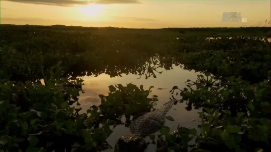 В дебрях Латинской Америки / 2012 / 5 серий / "Wildest Latin America"