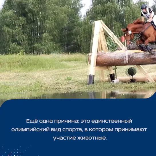 Конный спорт 🐎