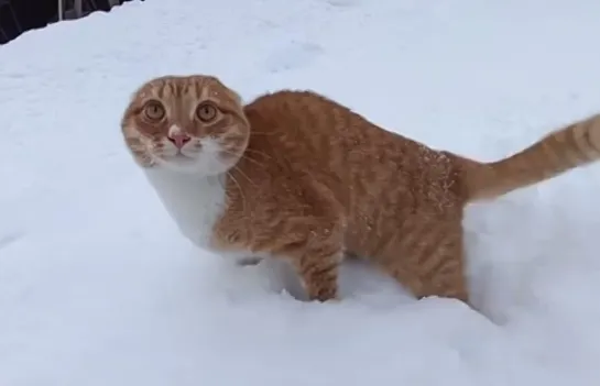 Котик🐈гуляет по снежку❄️..