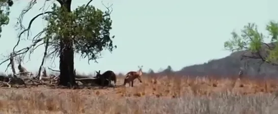 Волчья Яма 2 - Сцена погони🚛 🦘🇦🇺🎵😆