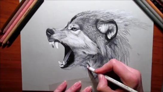 How to Speed Draw a Wolf Pencil drawing-Jasmina Susak.