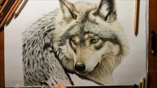 Colored Pencil Drawing-Grey Wolf-Speed Draw-Jasmina Susak.