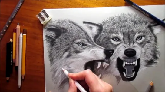 Pencil Drawing Two Growling Wolves-Speed Draw Jasmina Susak.