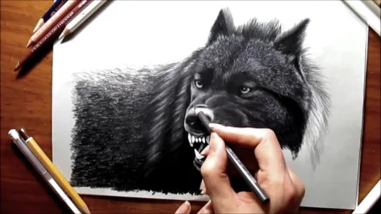 Pencil Drawing- Black Wolf Speed Draw-Jasmina Susak How to Draw a wolf.