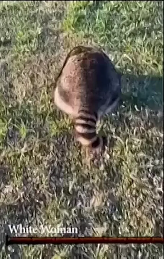 racoon.mp4