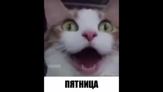 Котонеделя. ツ