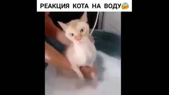 Кот и вода. ツ