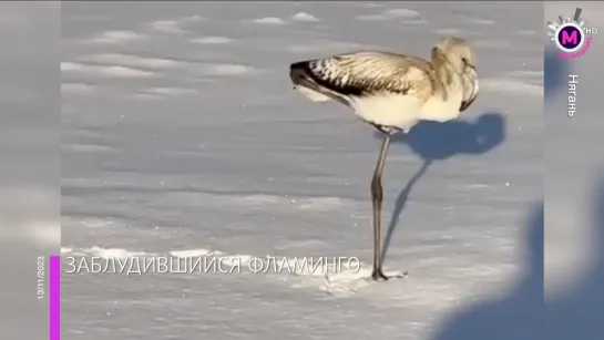 Мегаполис - Заблудившийся фламинго - Нягань