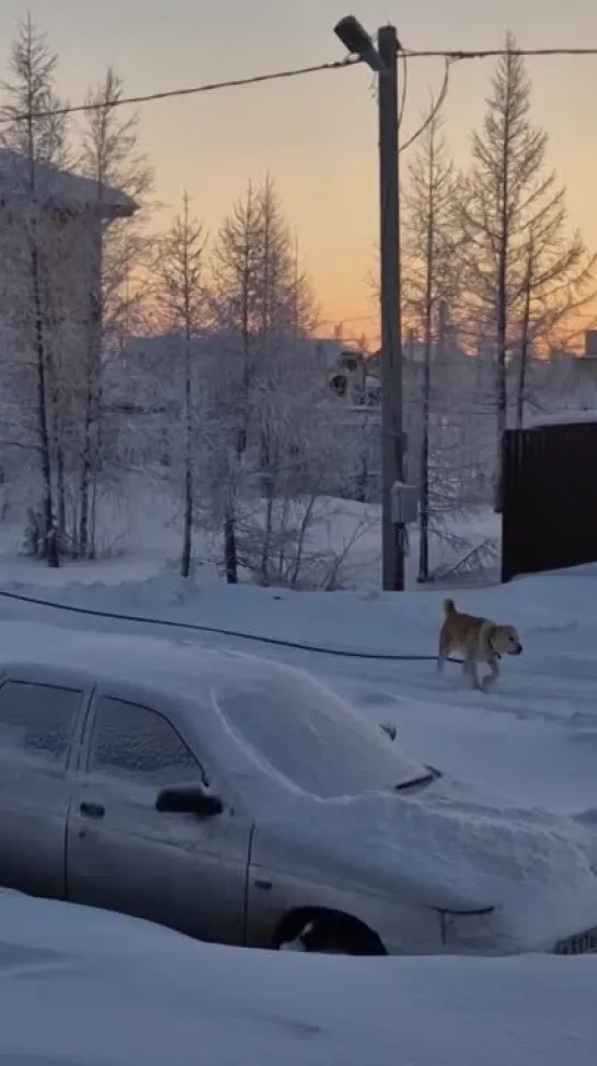 Собака без  намордника гуляка