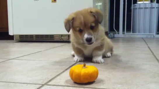 Corgi Puppy Cant Deal With Mini Pumpkin