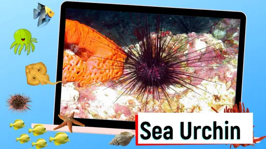 Educational video - Sea Animals and Underwater Life - English for Kids - Kids Vocabulary