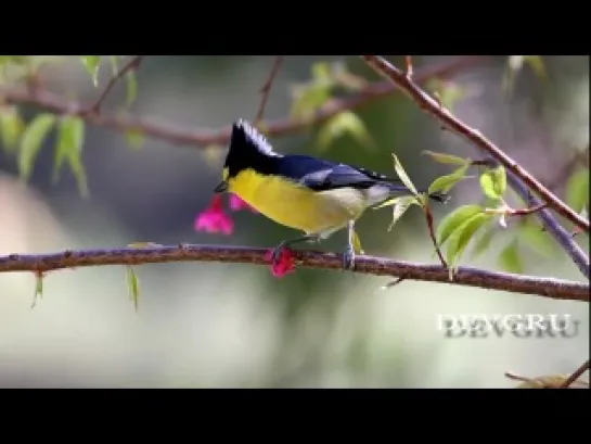 Тайваньская синица / Yellow Tit / Parus holsti