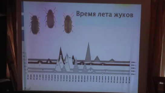 Проблемы сохранения исторической древесины. Кистерная М.В. 2010