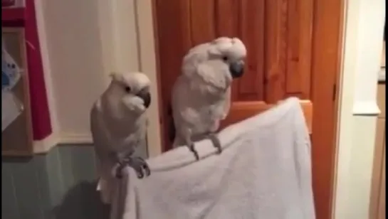 Parrot Moshing