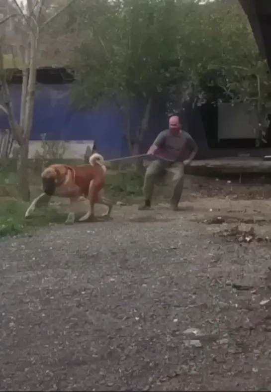 Зачем таких собак заводить в принципе