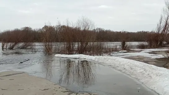 Лесопарк. Рязань. Весна. Утро на реке Оке.