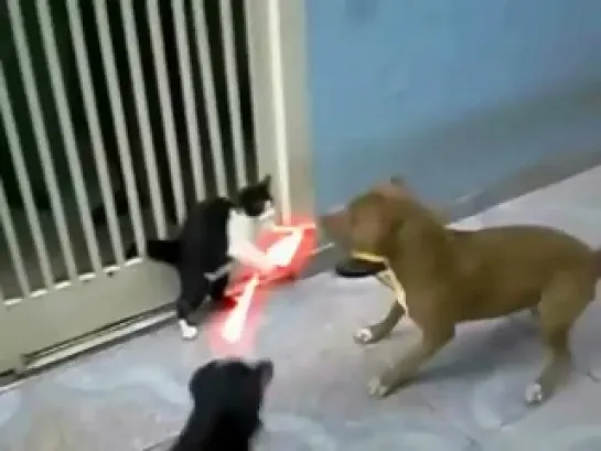 CAT SITH VS PIT-BULL