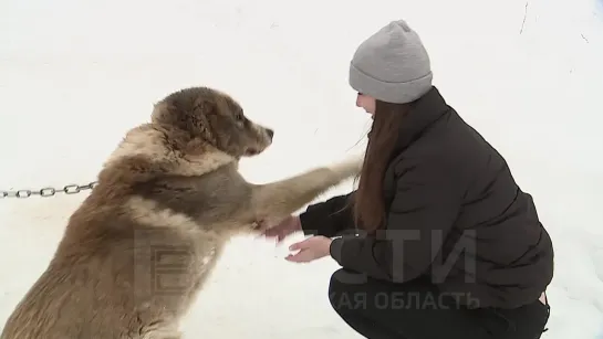 Встреча волонтёра и спасённой собаки