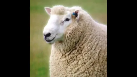 If Trey Songz was a sheep (Nigga Vine)