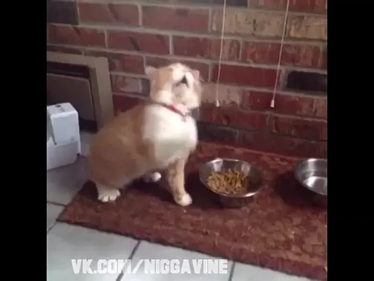 Bobby Shmurda's cat when he gets food (Nigga Vine)