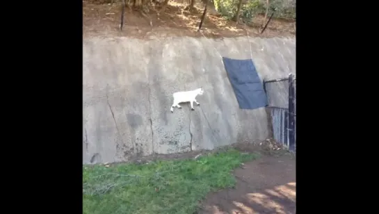 Spidergoat