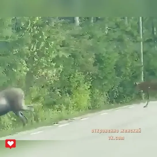 Такой маленький, еле поднялся на дорогу, а как мама переживает..