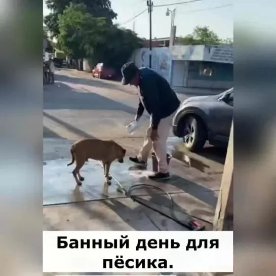 Пёсик знает всю последовательность процедуры, значит не первый раз проходит!