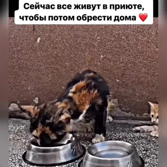 Спасать и пристраивать животных это настоящий подвиг. Это тяжёлый моральный, финансовый труд. Благодарность добрым людям.