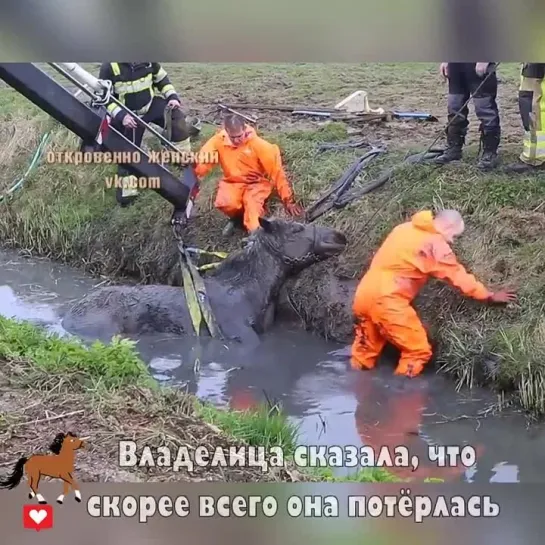 Бедное животное какой стресс перенесло. И спасибо спасателям за работу.