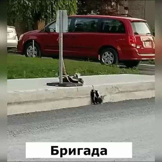 Какие молодцы, помогли малышу!