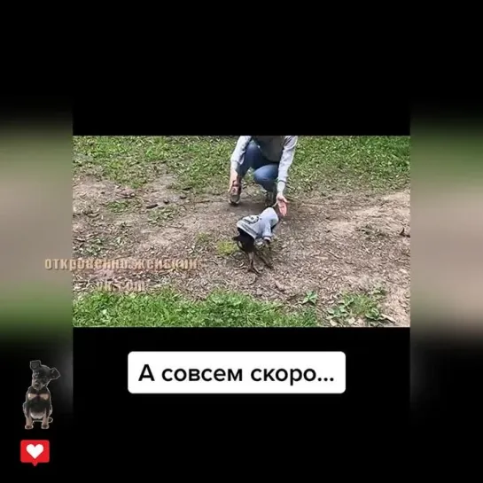 Я свою от себя ни на шаг не отпускаю, а тут самовыгул! Кааак???!