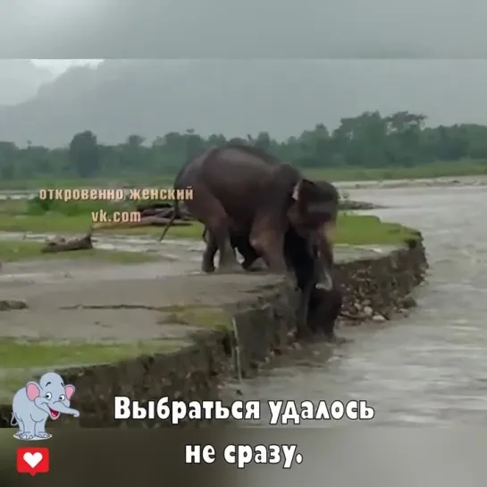 Мама и старший брат не бросили детёныша. Старший родственник и слониха наклоняются на колени, чтобы помочь детёнышу выйти.