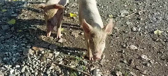 Видео от Ларисы Войновой