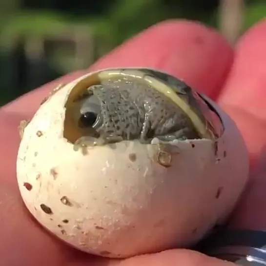 A baby turtle being born.