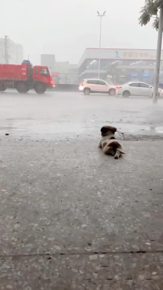 little guy watching the rain