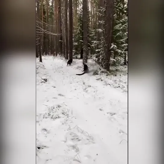 Можно смотреть вечно на эту парочку