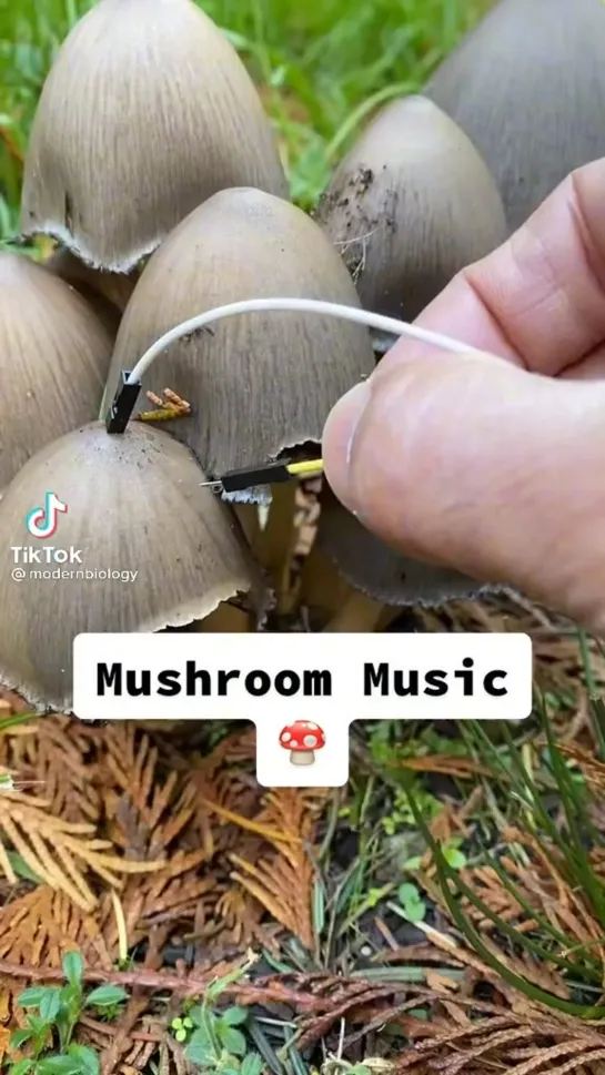 Mushroom Music