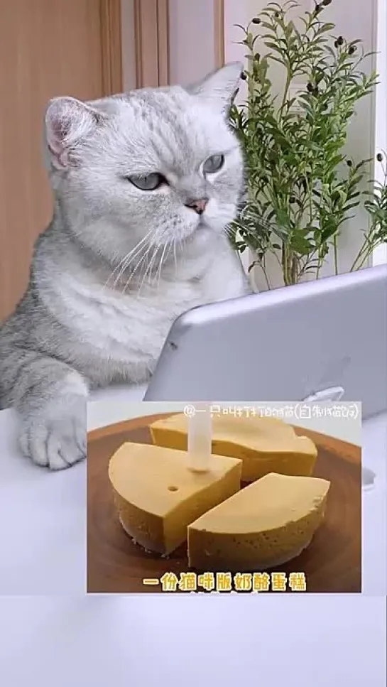 Cheese Cat ChangAn __ TomJerry Cheese Cake_ Кот готовит чизкейк