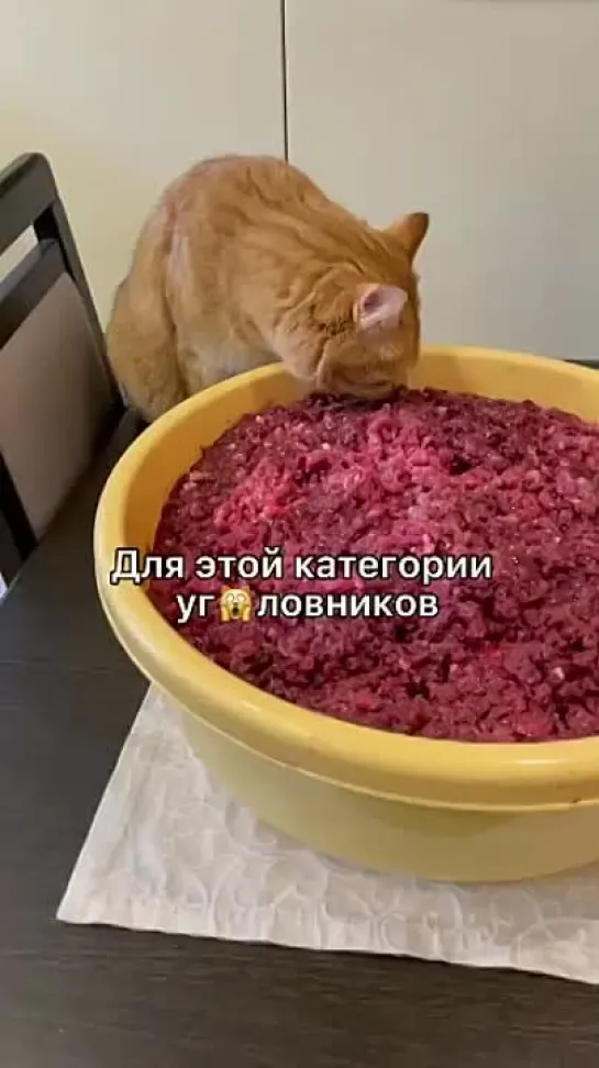 Кошачий беспредел