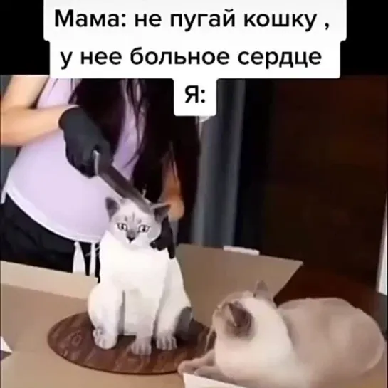 Котик и тортик