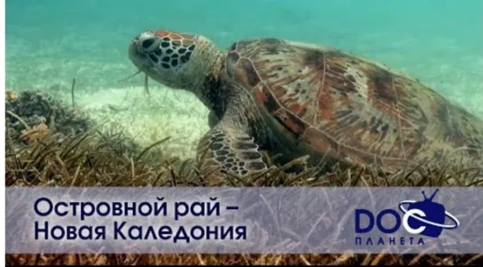 🏝️ Островной рай – Новая Каледония