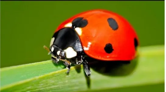 🐞 Божья коровка - одно из самых ядовитых насекомых средней полосы (2024)