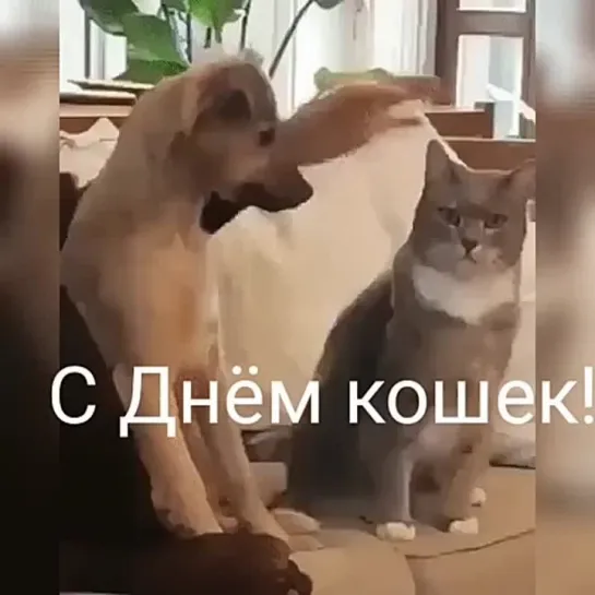 С Днём Кошек!