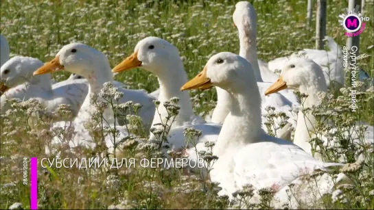 Мегаполис – Сельское хозяйство – Сургутский район